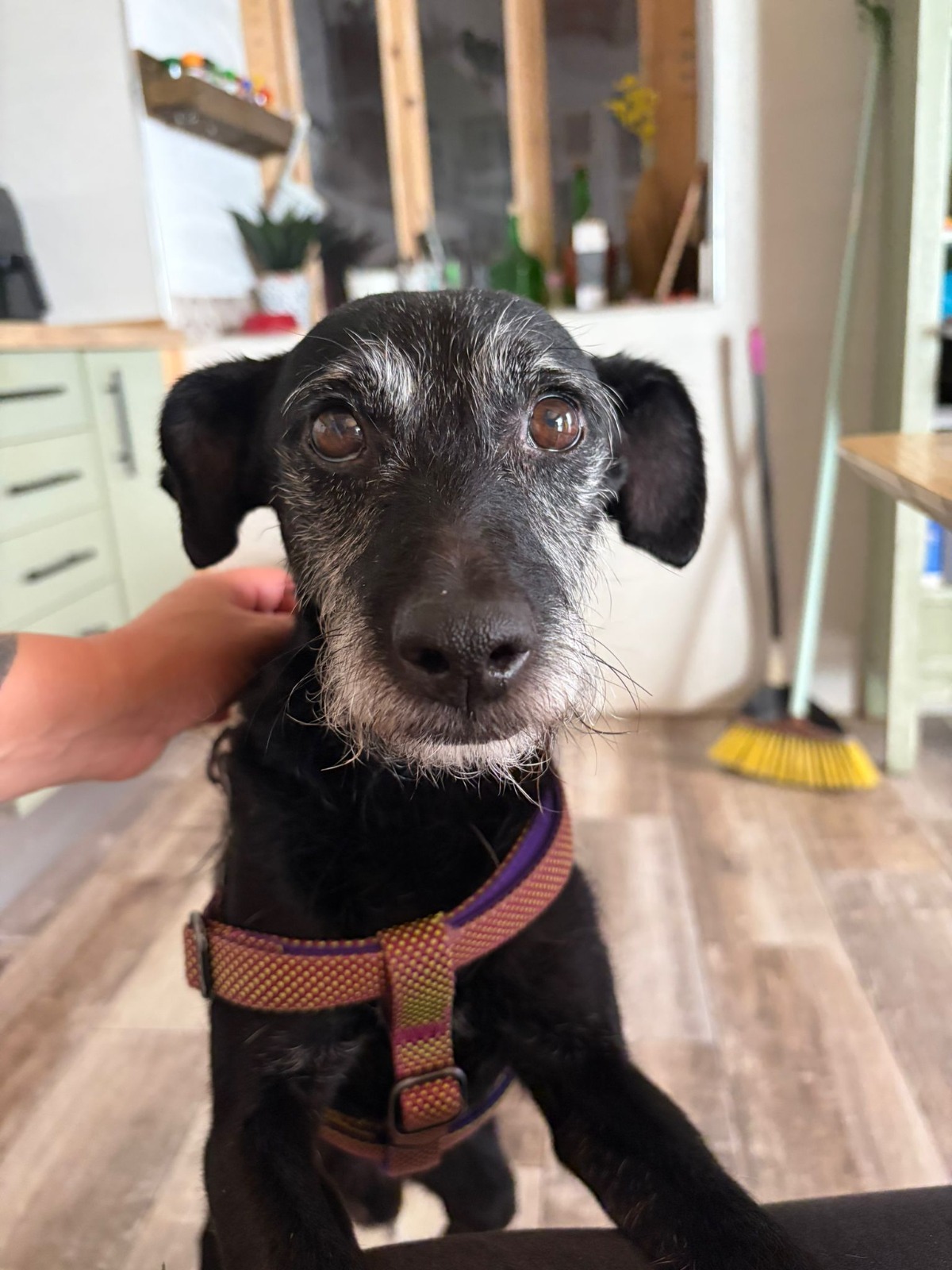Adoption Bongo