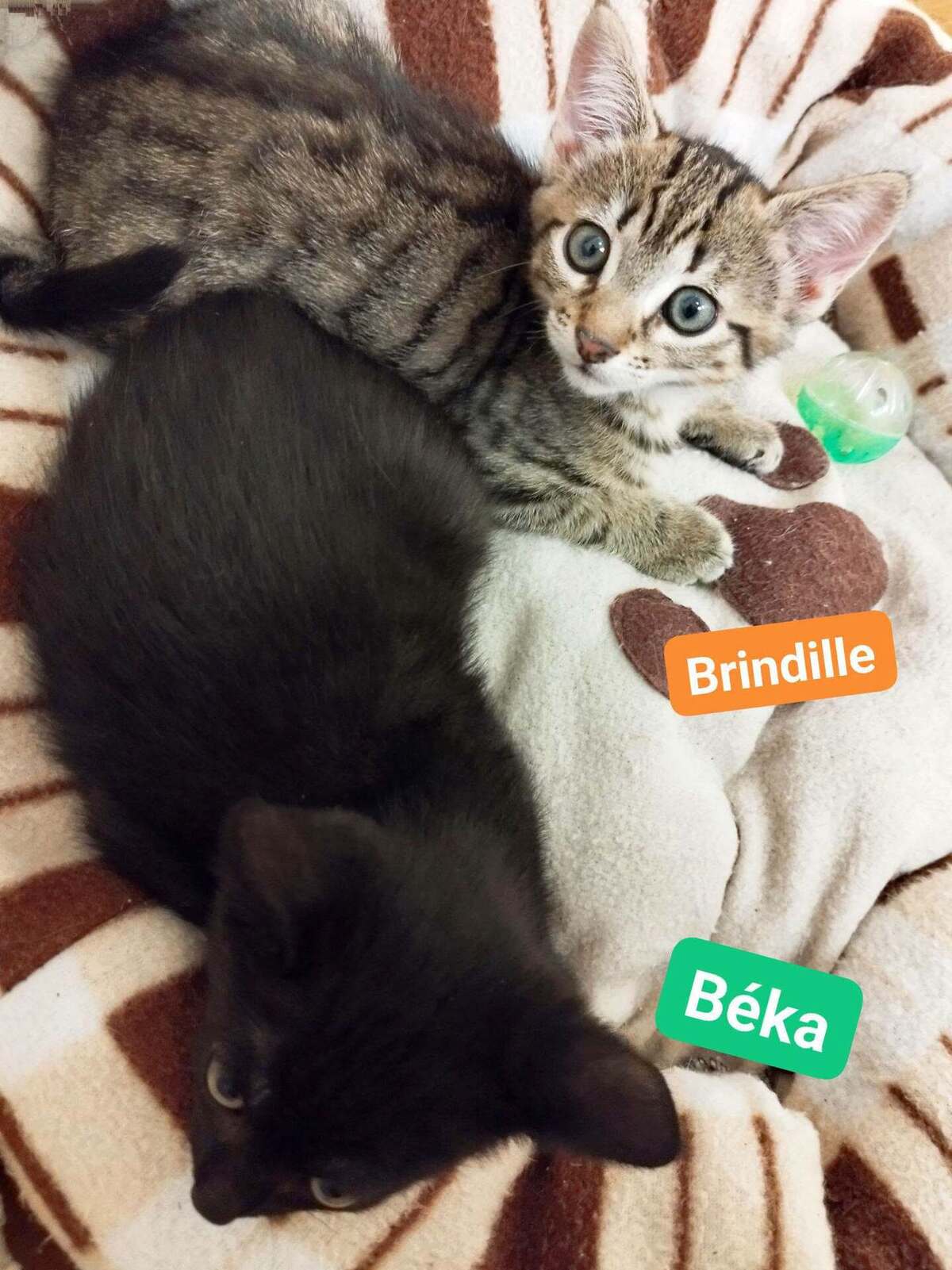 Adoption Brindille