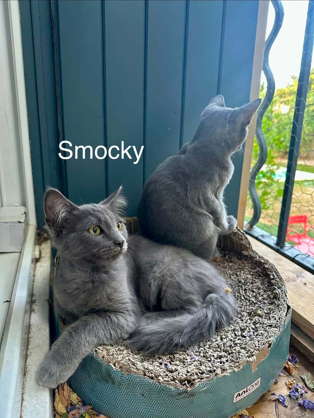 Adoption SMOCKY et BASTET