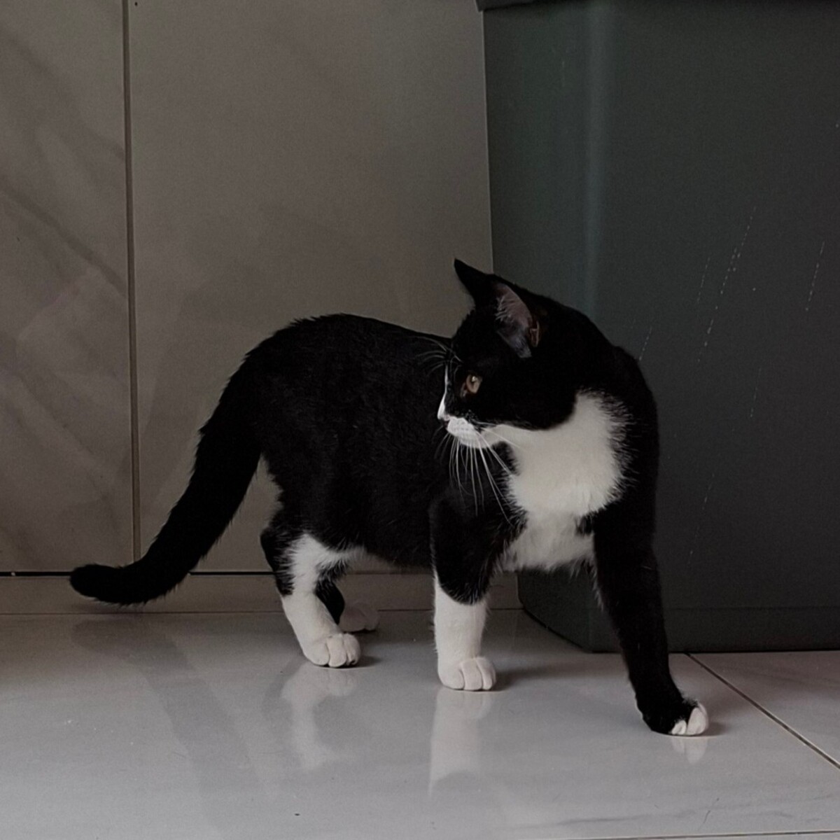 Adoption BAGNARD
