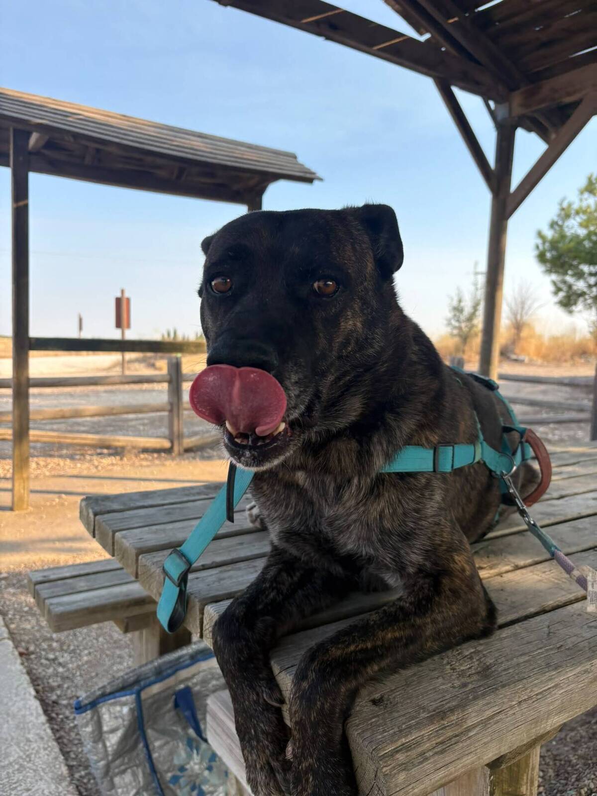 Adoption Ana
