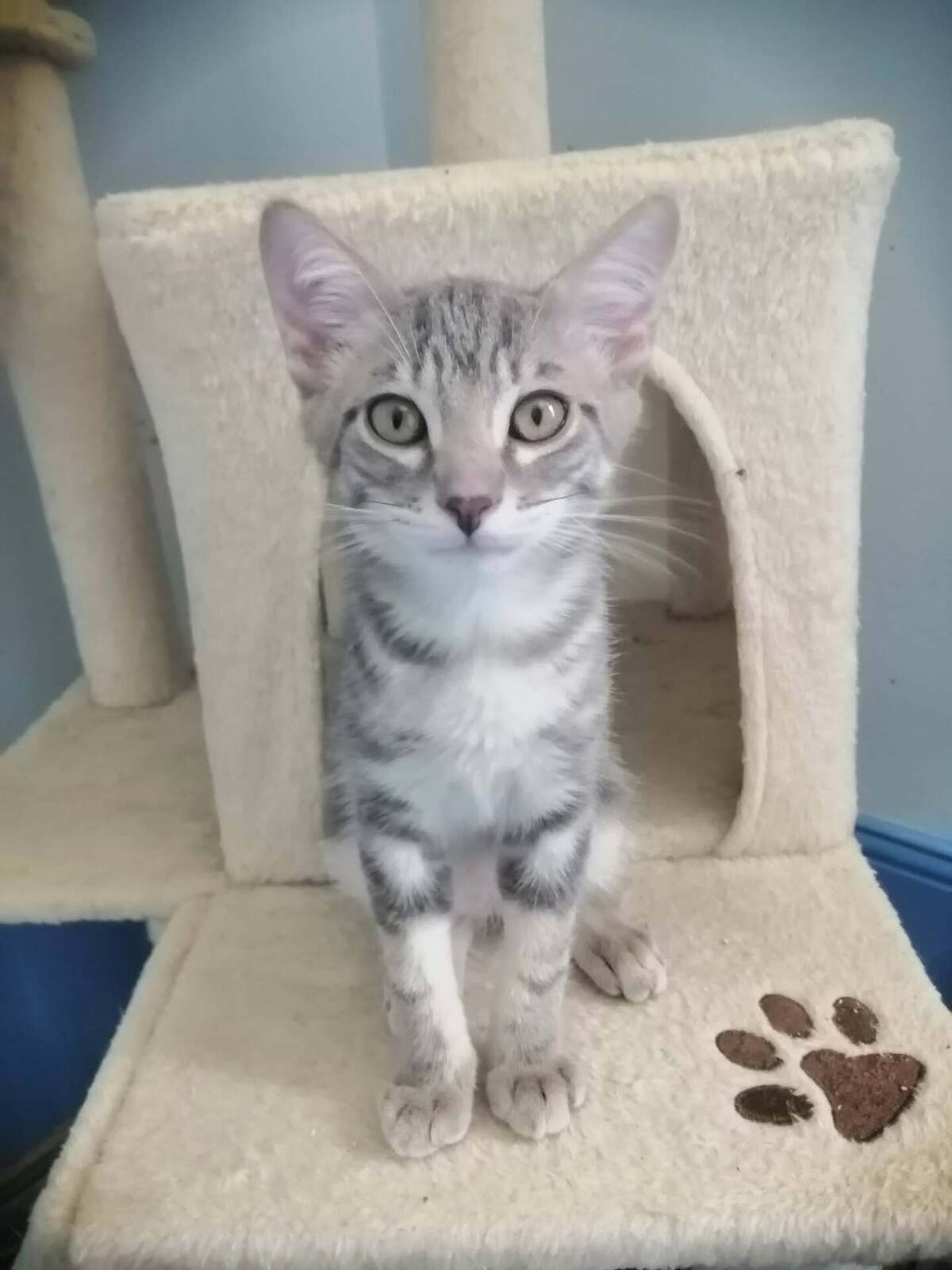 Adoption BOUBA