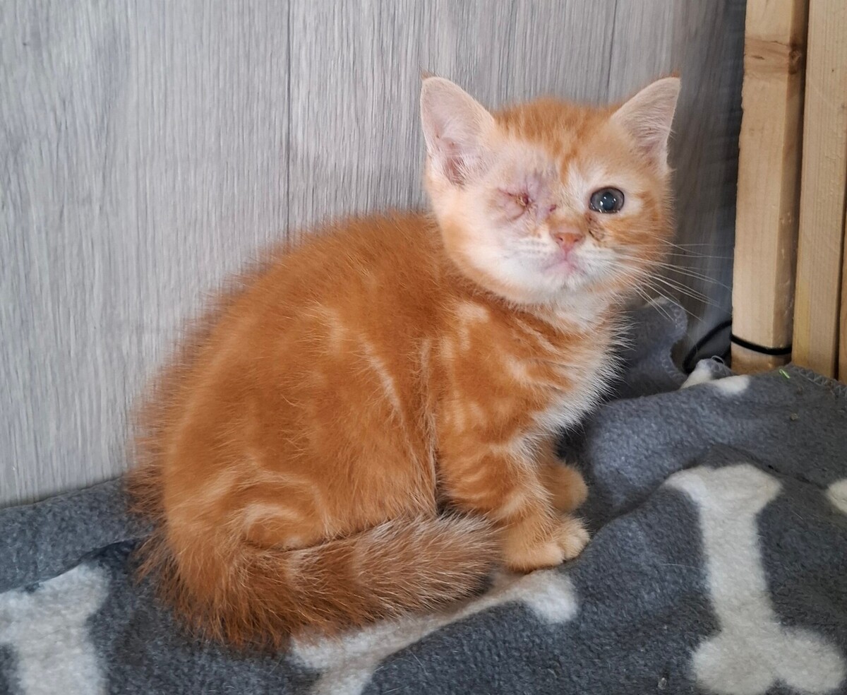 Adoption BIRATE