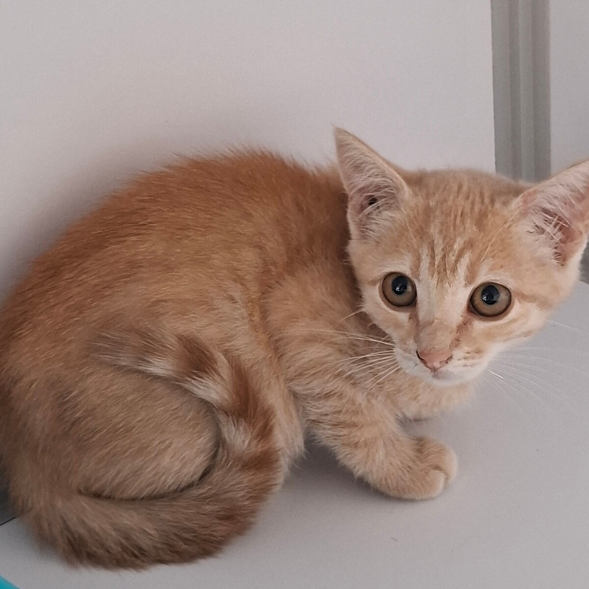 Adoption Biniou