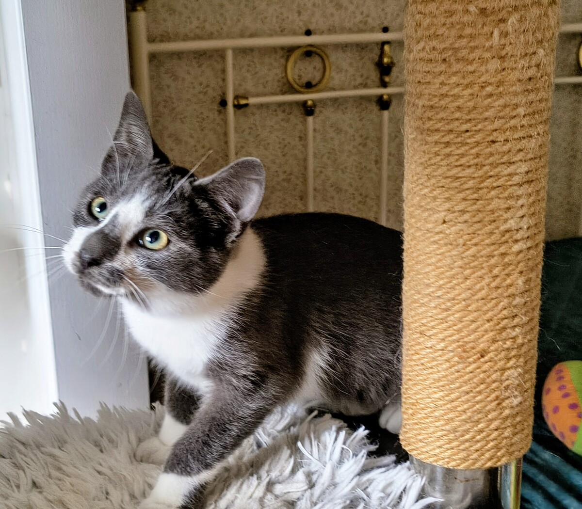 Adoption Zèbre