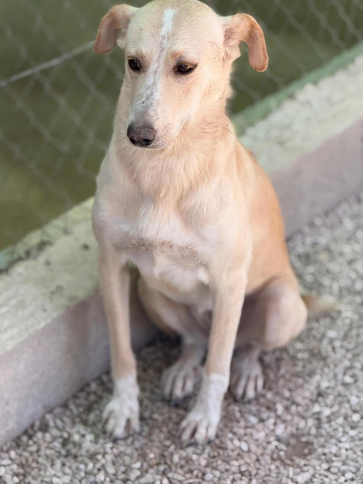 Adoption Iris