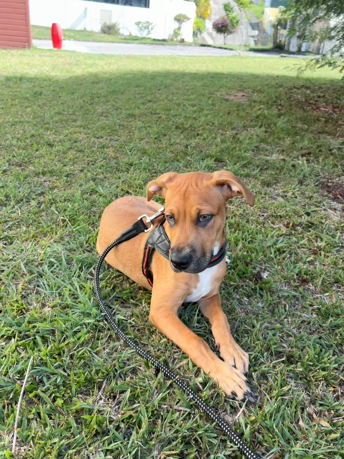 Adoption Tikos