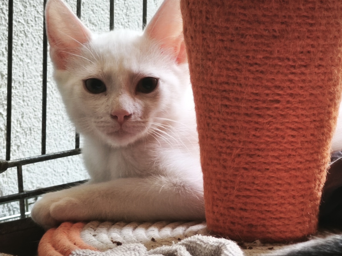 Adoption Hot Dog