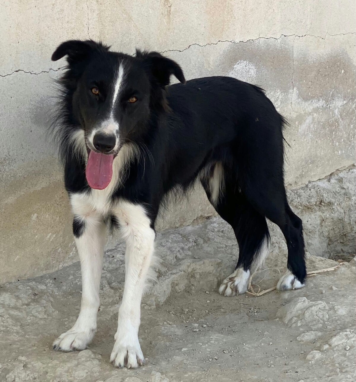 Adoption Giorgi