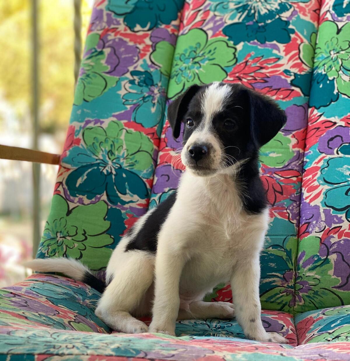 Adoption Lucke