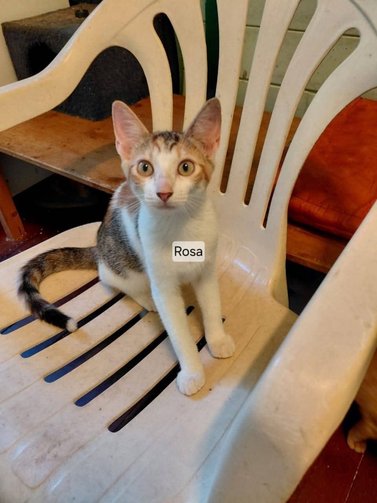 Adoption Rosa