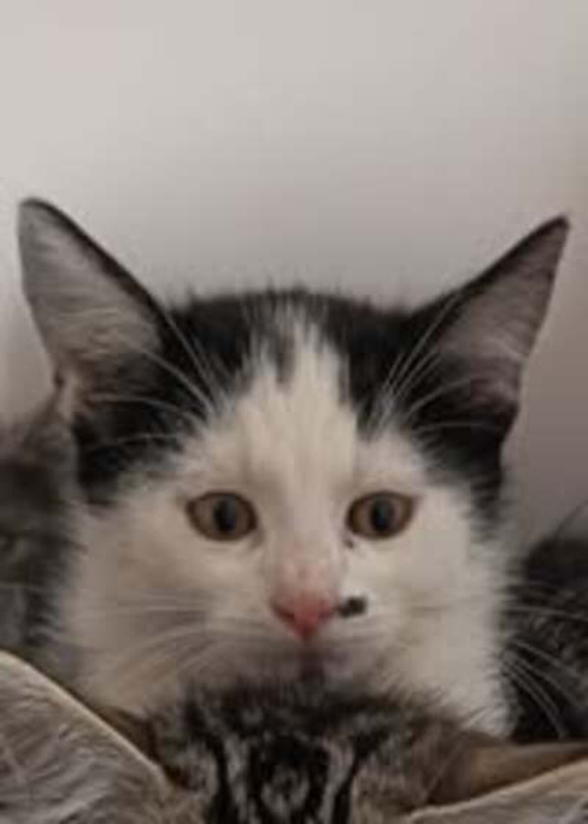 Adoption Velours