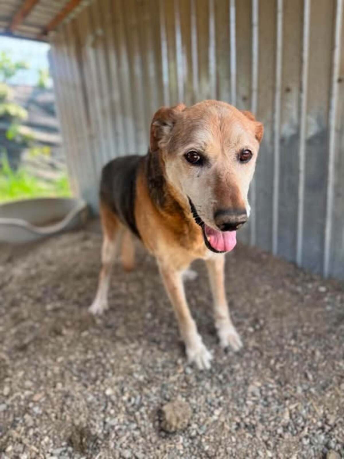 Adoption Keneay