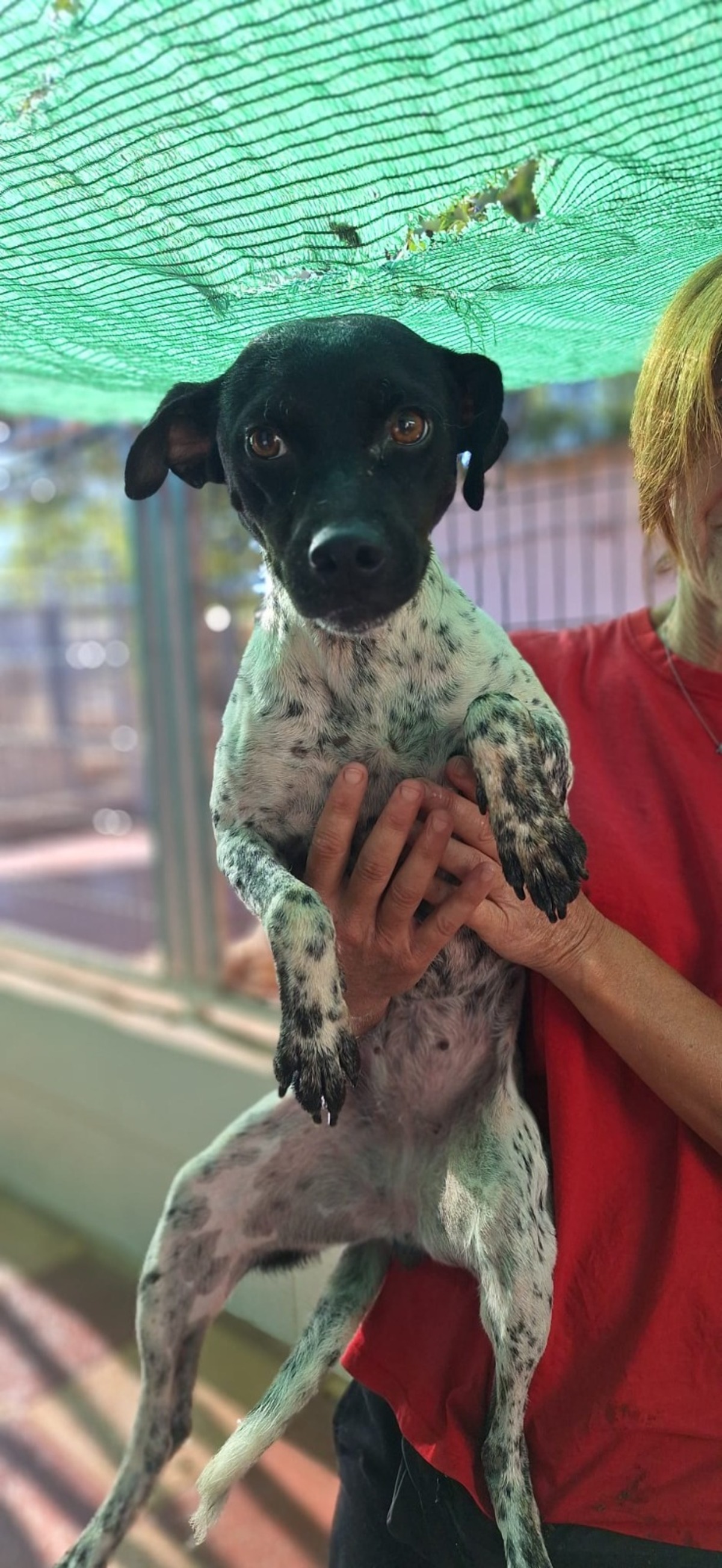 Adoption Oréa