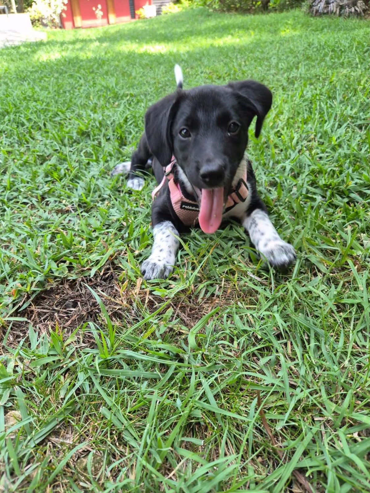 Adoption Yuka