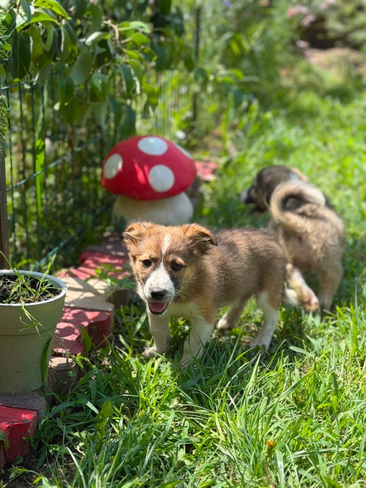 Adoption SOARE