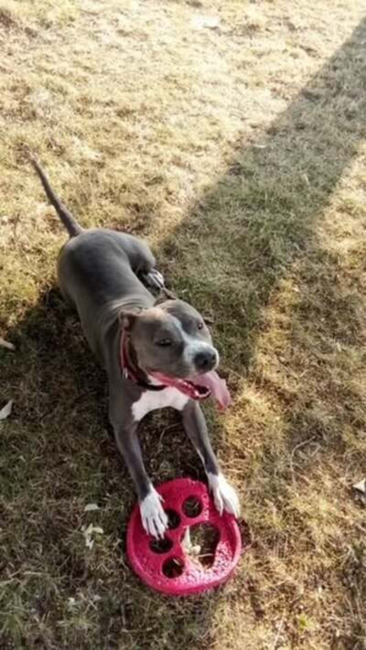 Adoption Kira