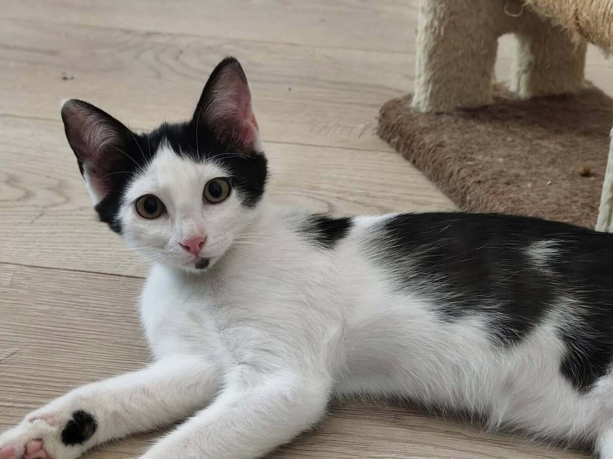 Adoption Barbichette