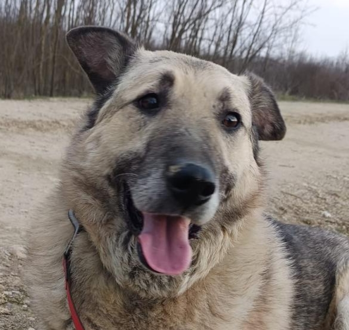 Adoption Falko