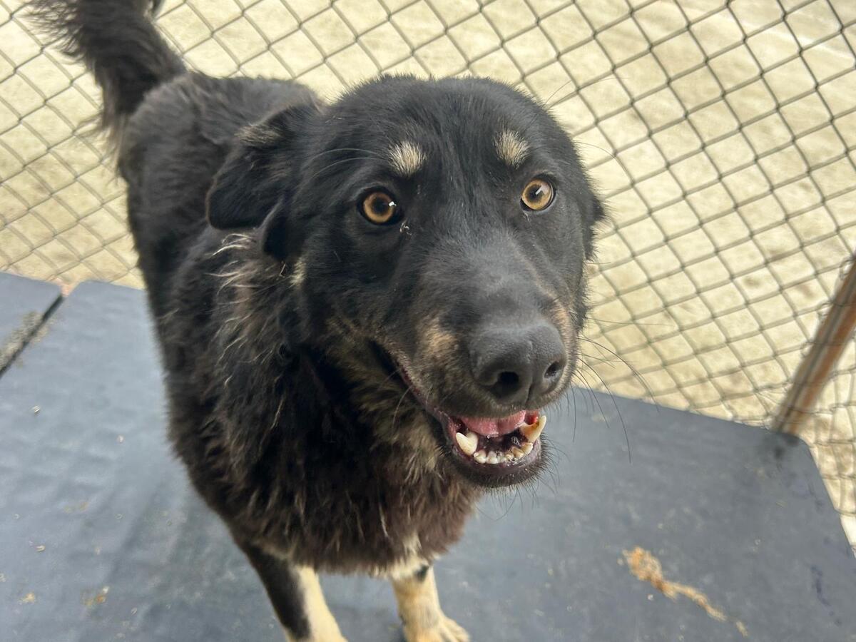 Adoption Feli