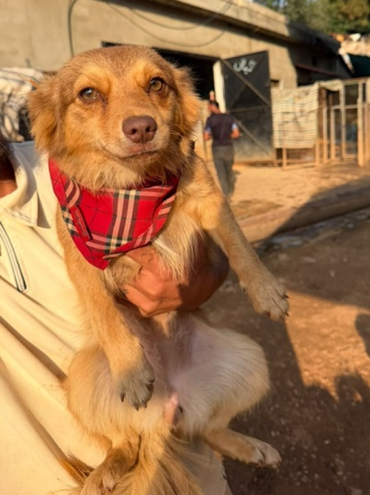 Adoption Olive