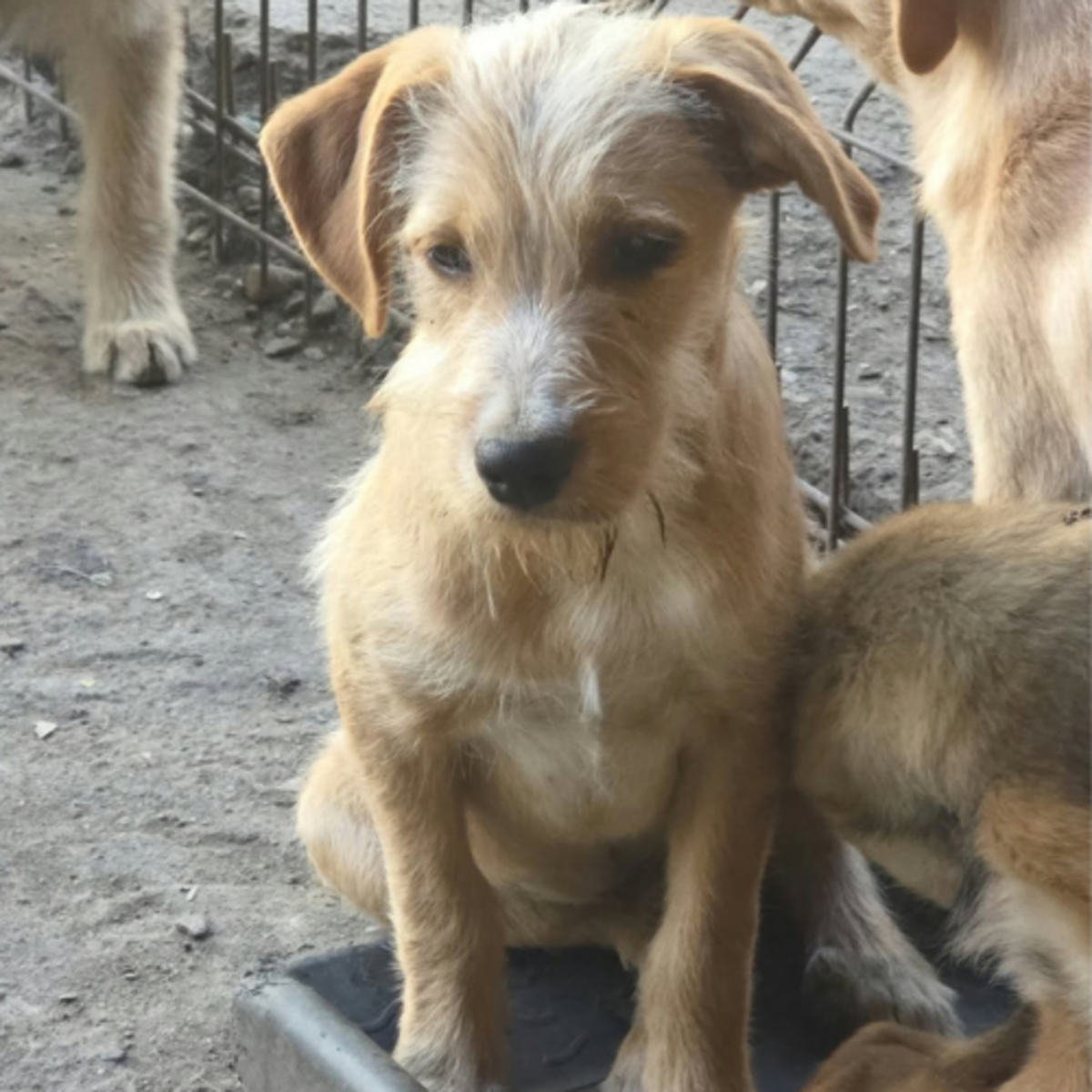 Adoption Romeo