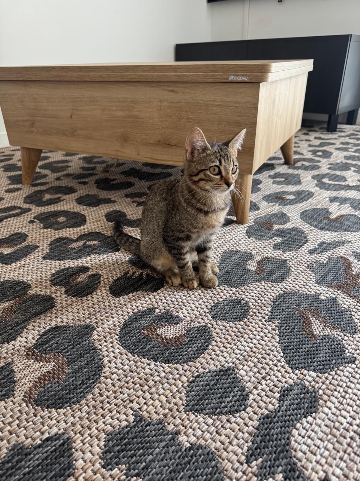 Adoption Opale