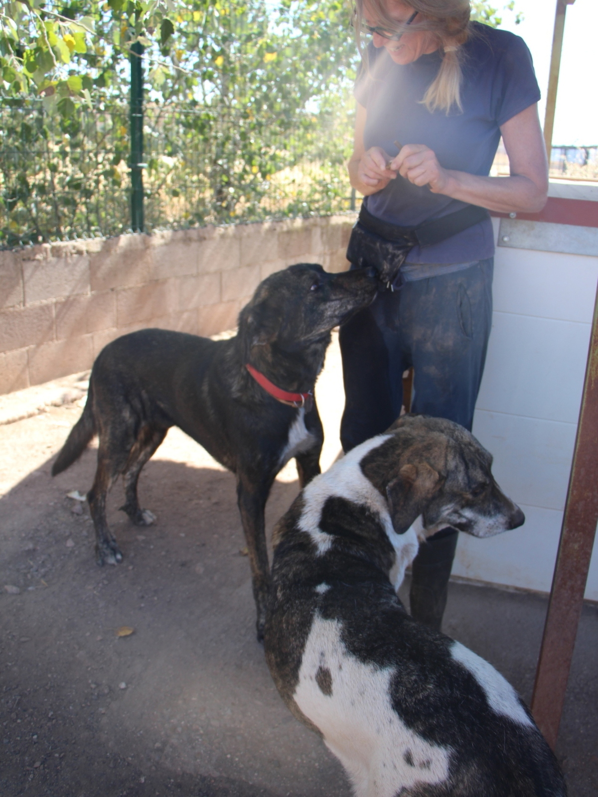 Adoption Amoroso
