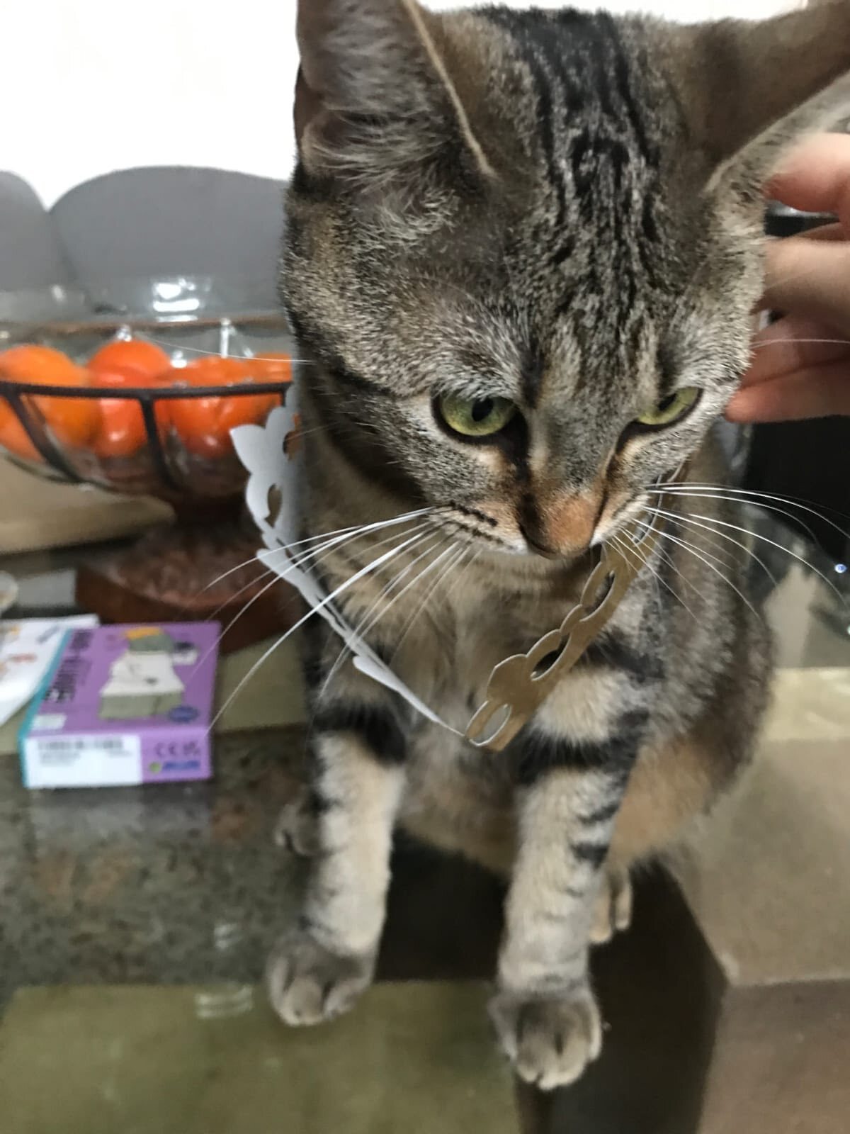 Adoption Athéna 