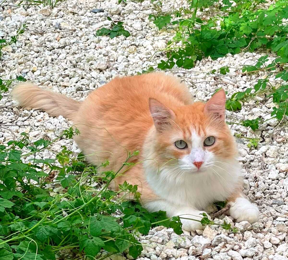 Adoption Willy