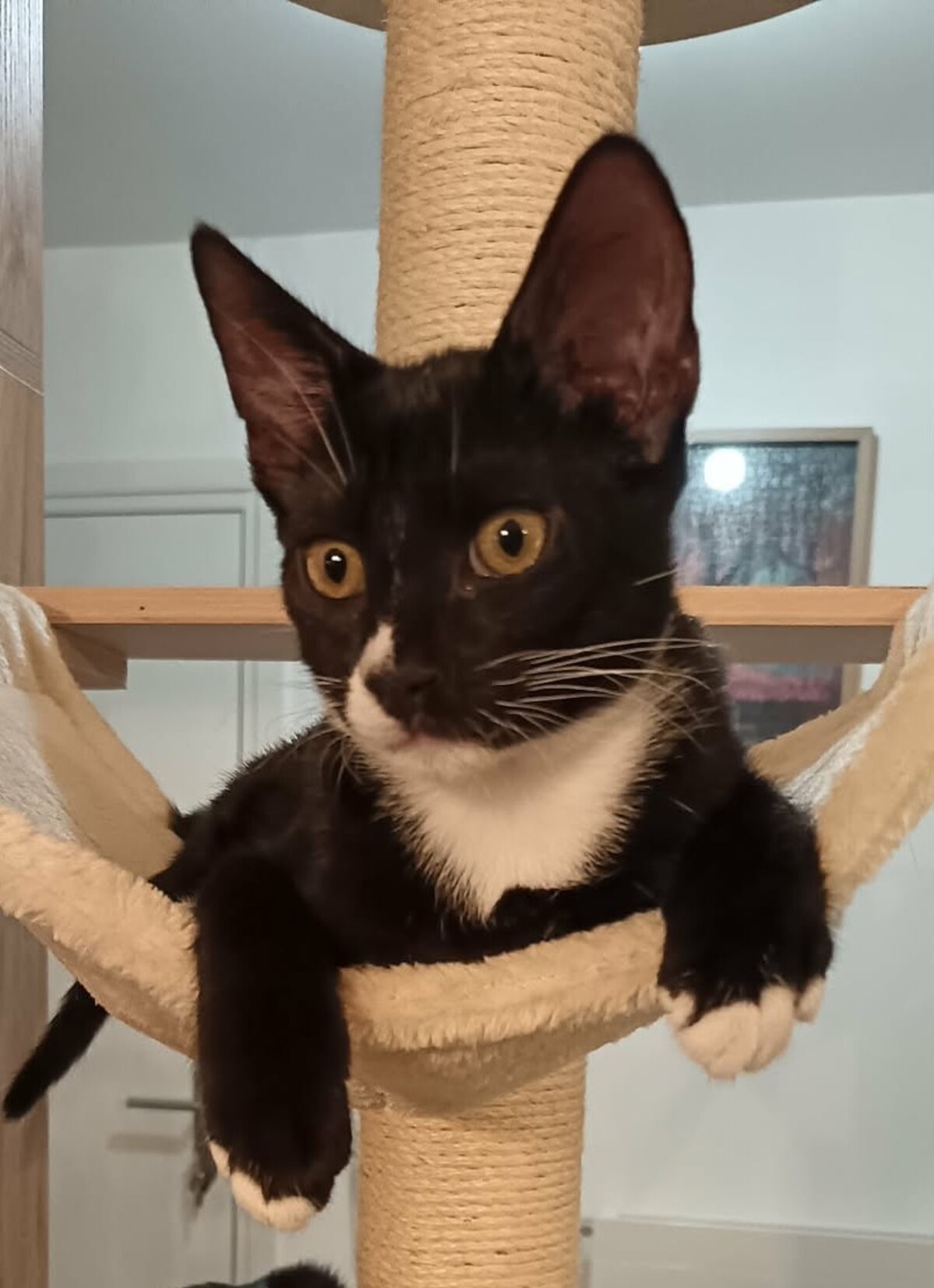 Adoption Binx