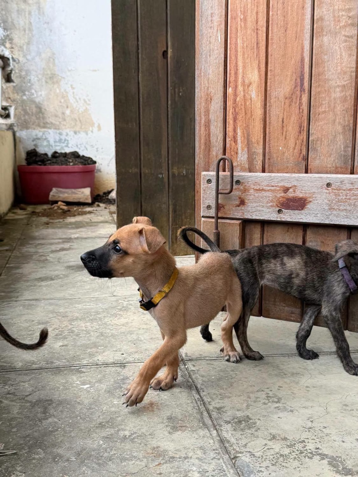 Adoption Nao
