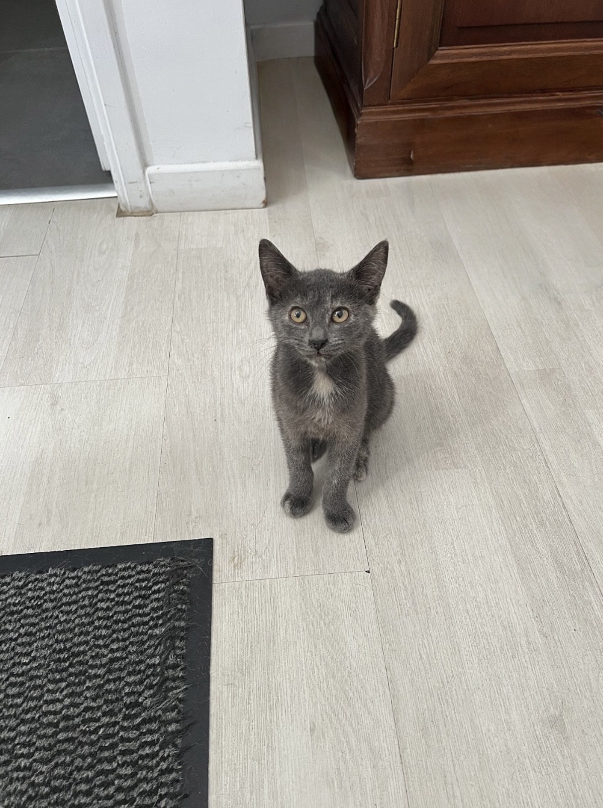 Adoption STELLA