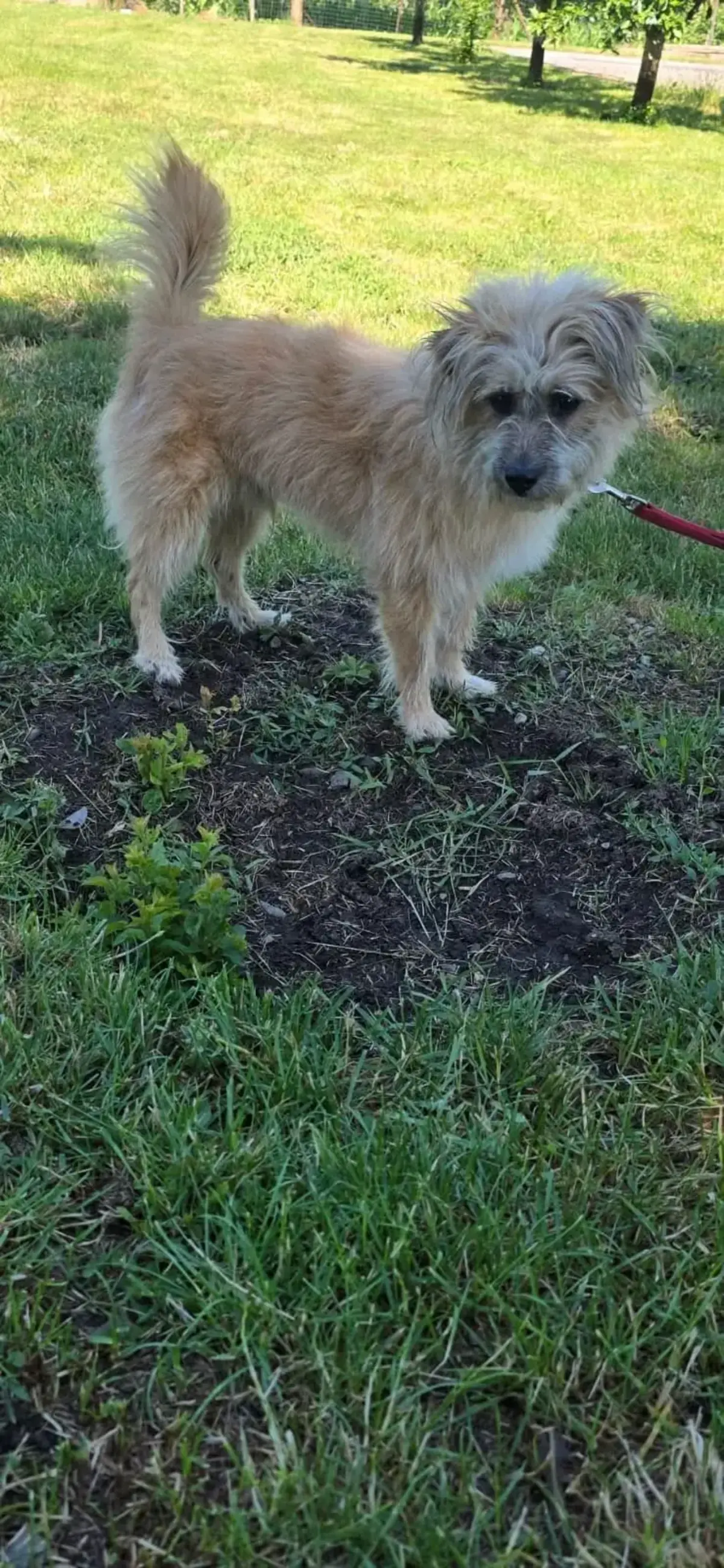 Adoption Biggie