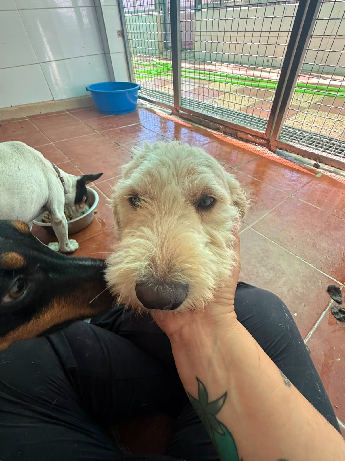 Adoption Pluto 