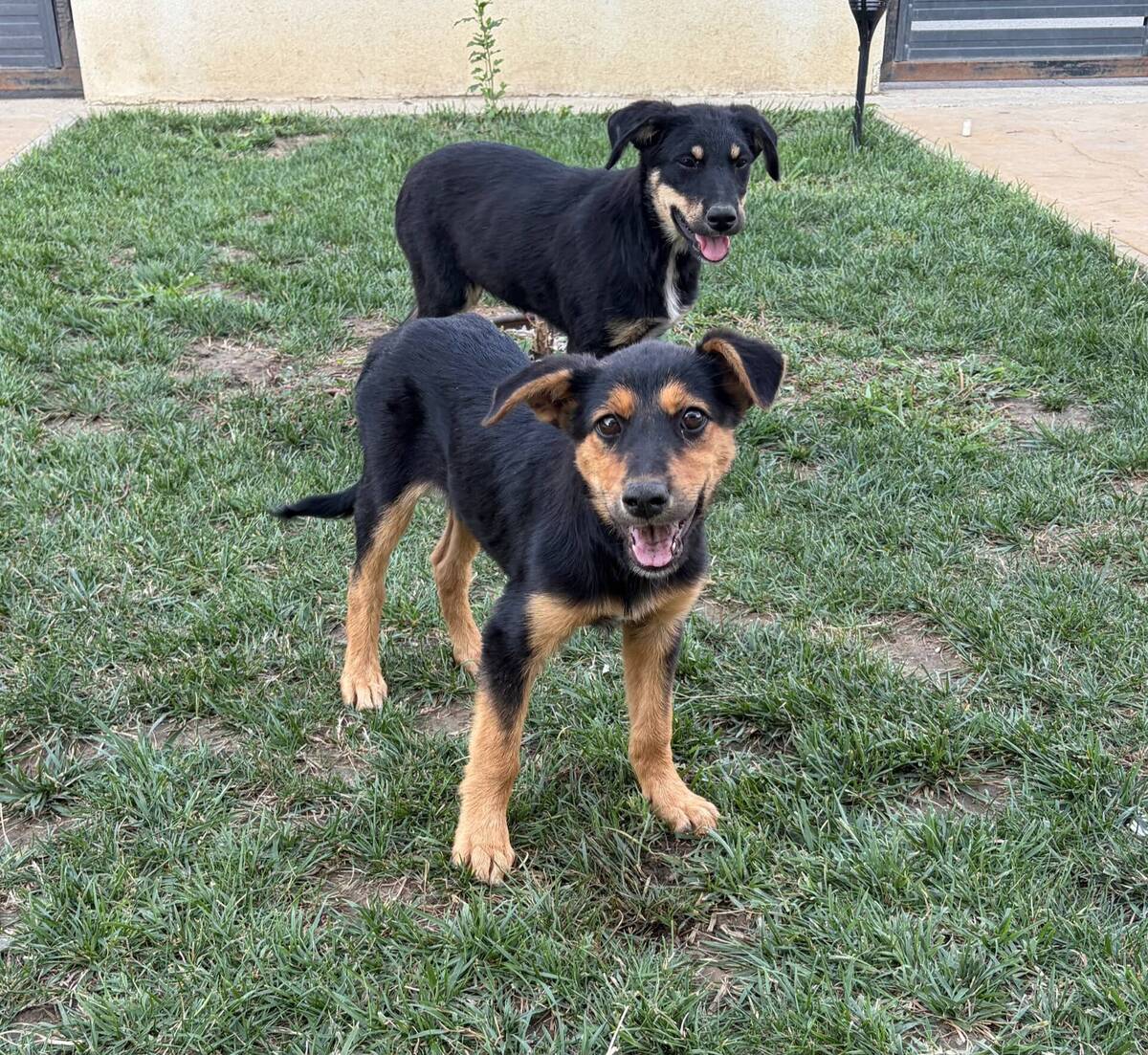 Adoption Lessie