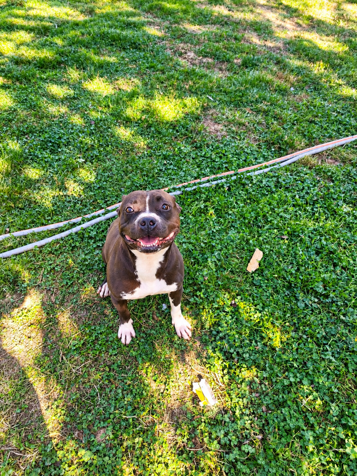 Adoption Pandora