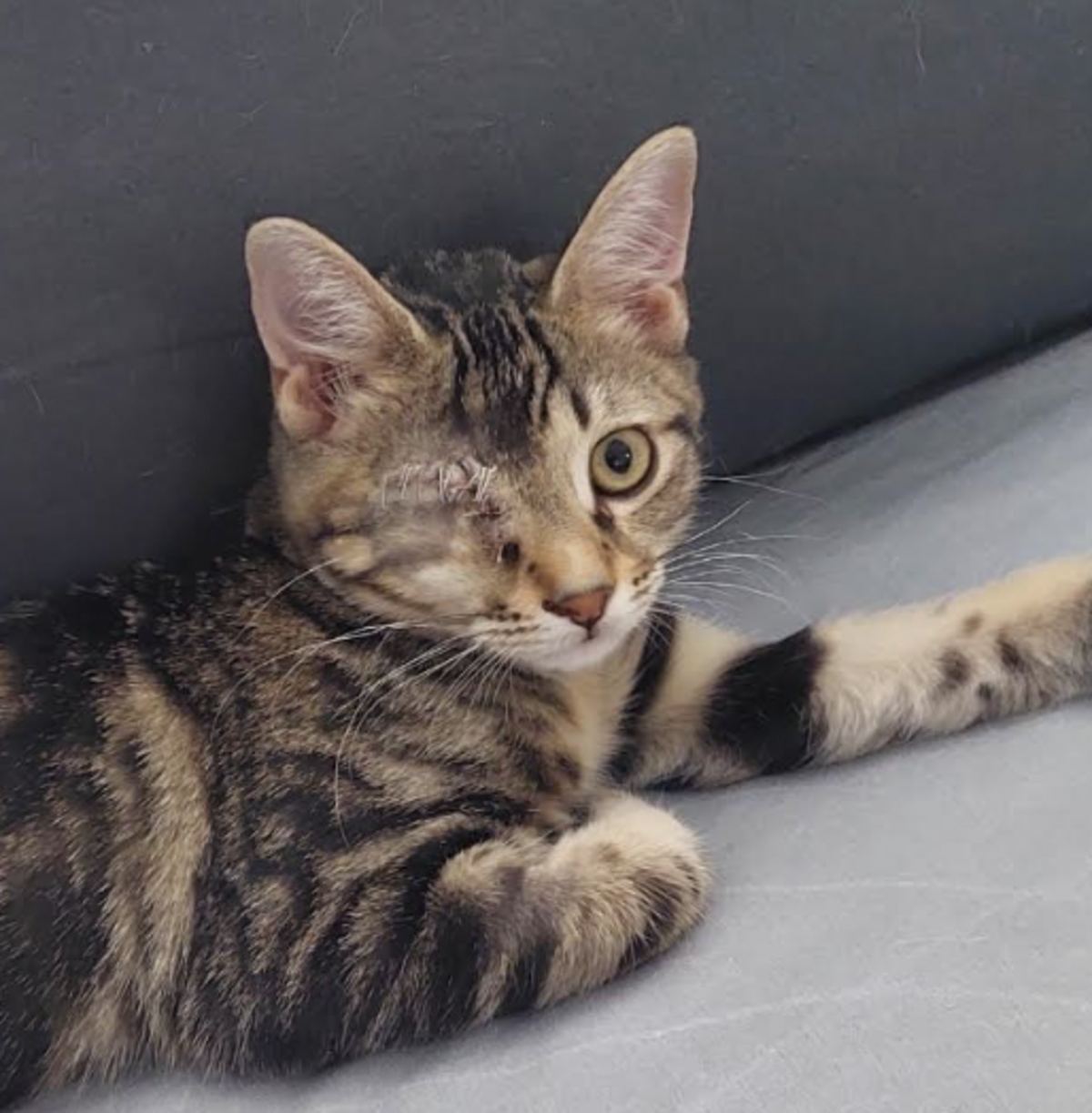 Adoption LEYKO