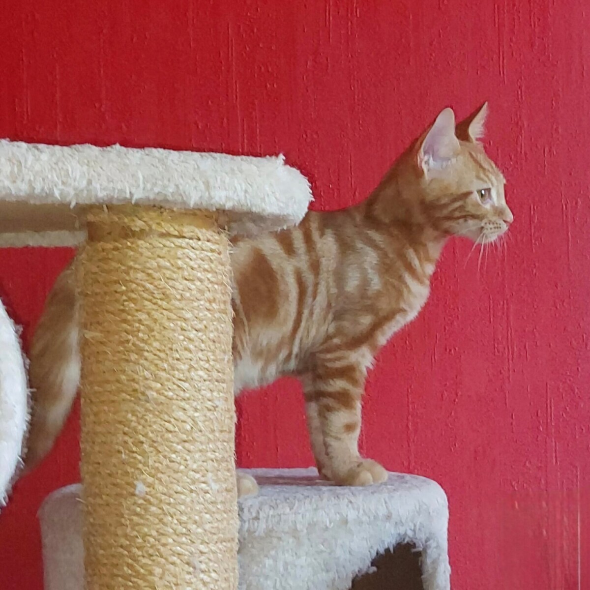 Adoption Babacool