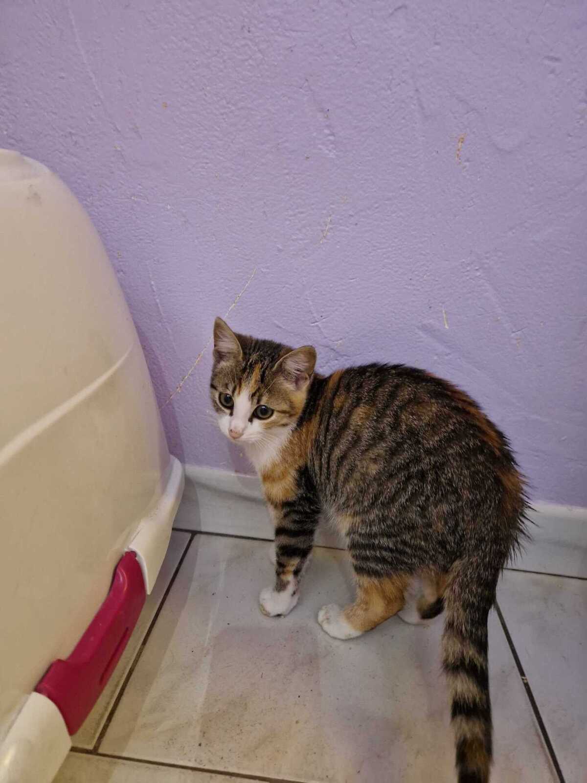 Adoption Belle