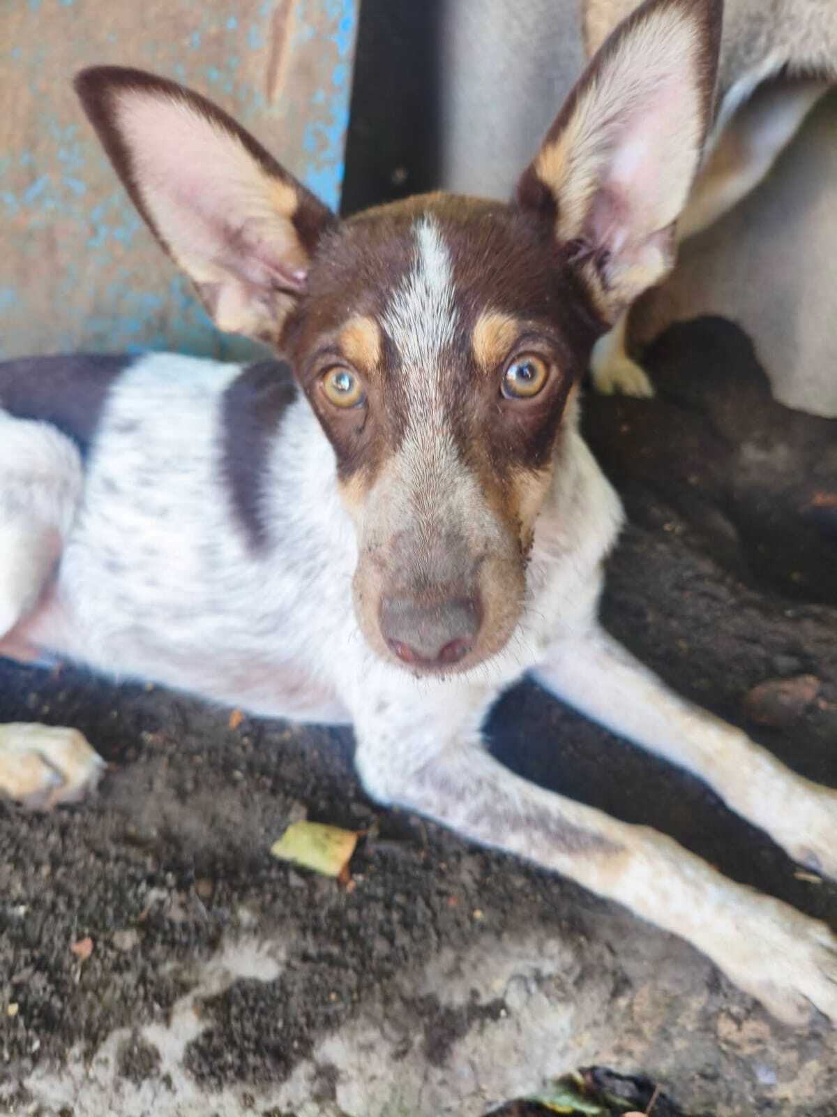 Adoption Milo