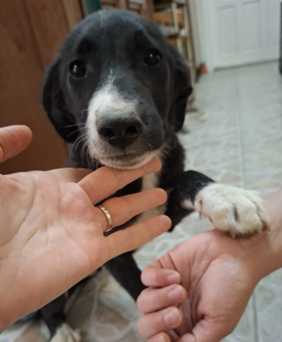 Adoption Iago