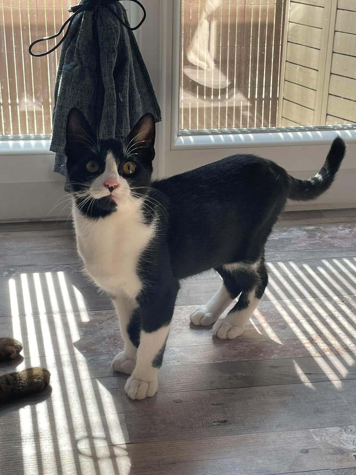 Adoption Flash & Filou
