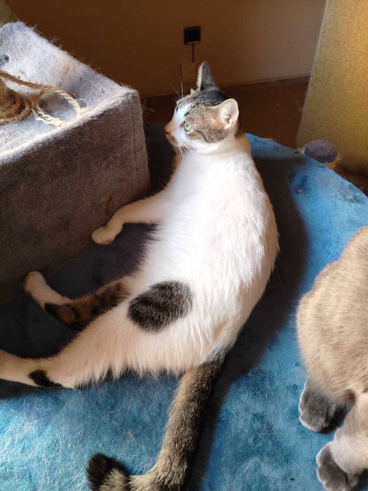 Adoption Estrella