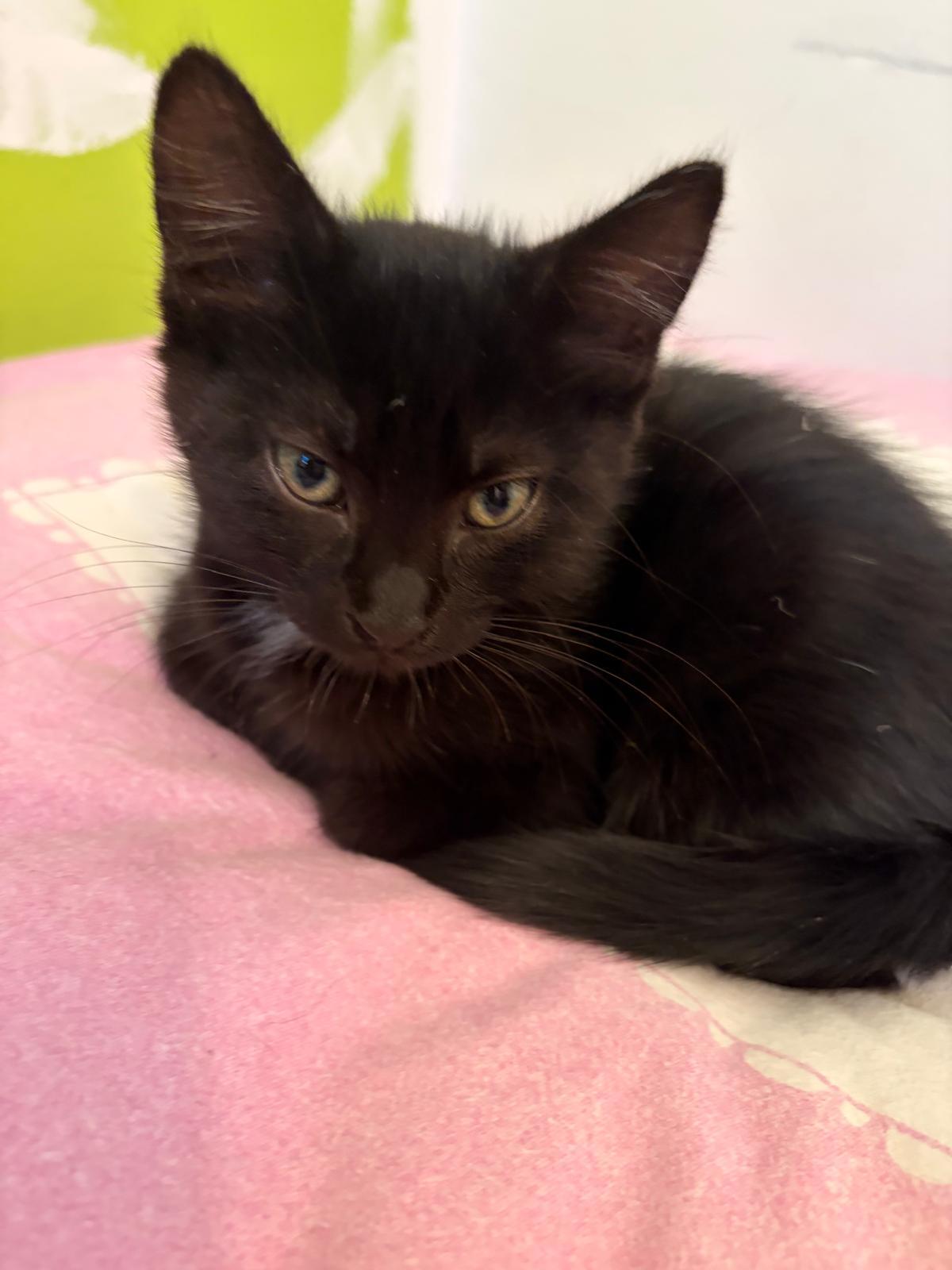 Adoption YUMI et YASU