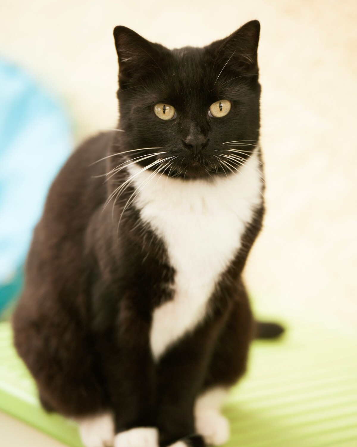 Adoption Basiléa