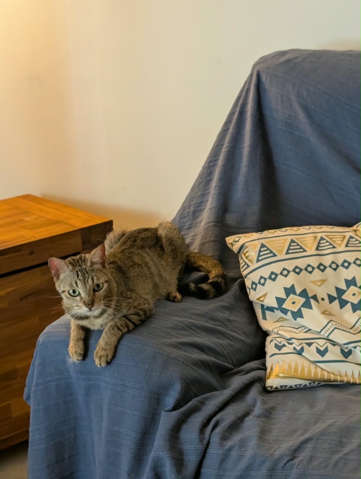 Adoption Poupette