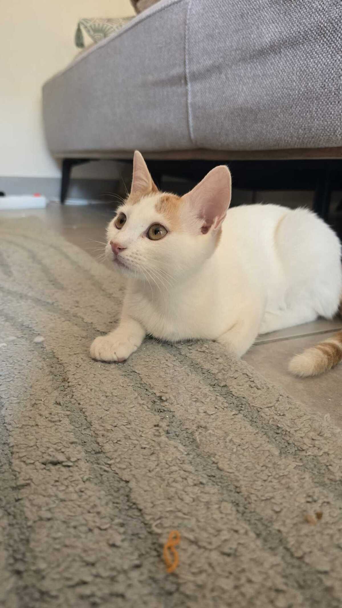 Adoption Bianca