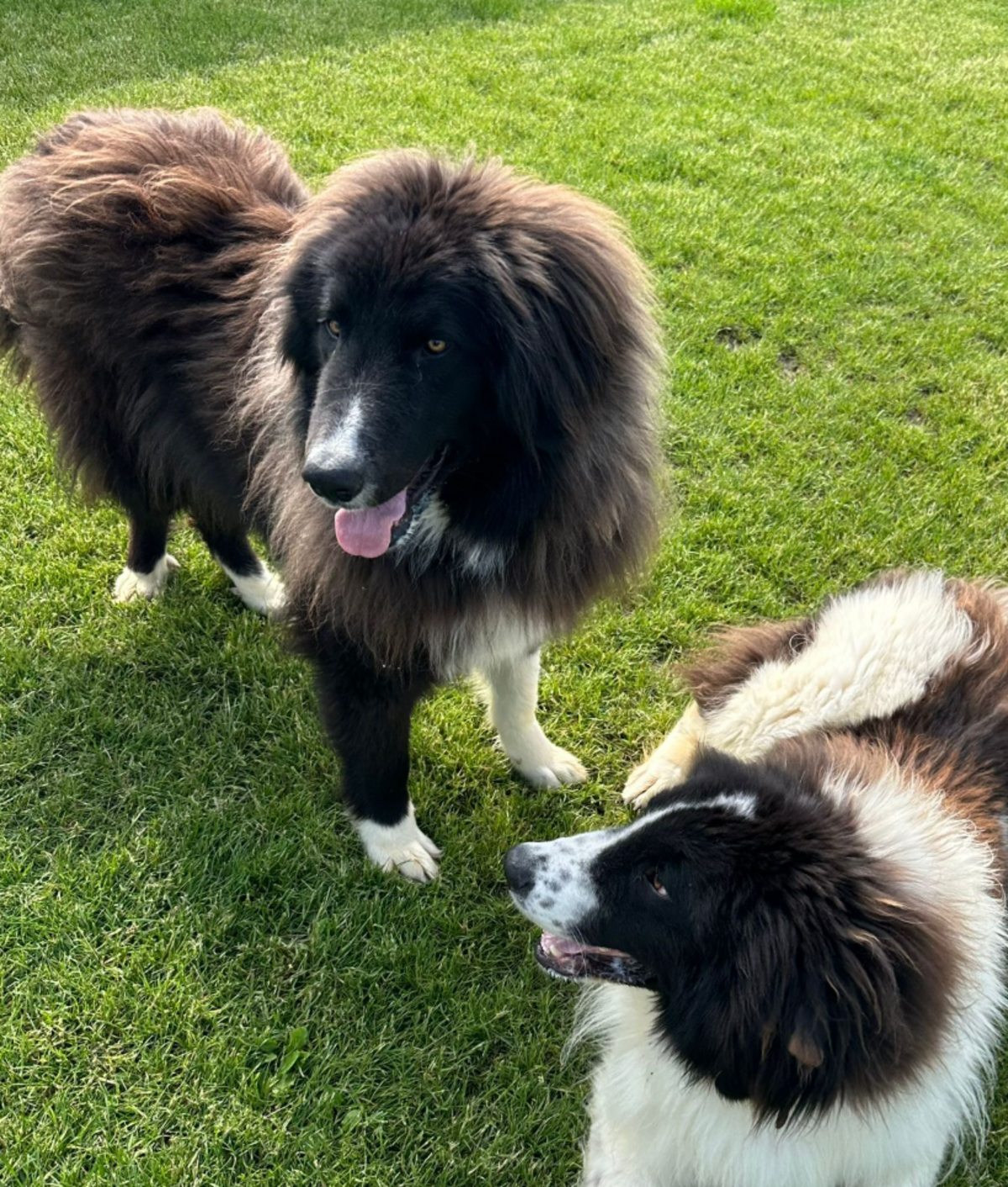 Adoption Shaggy