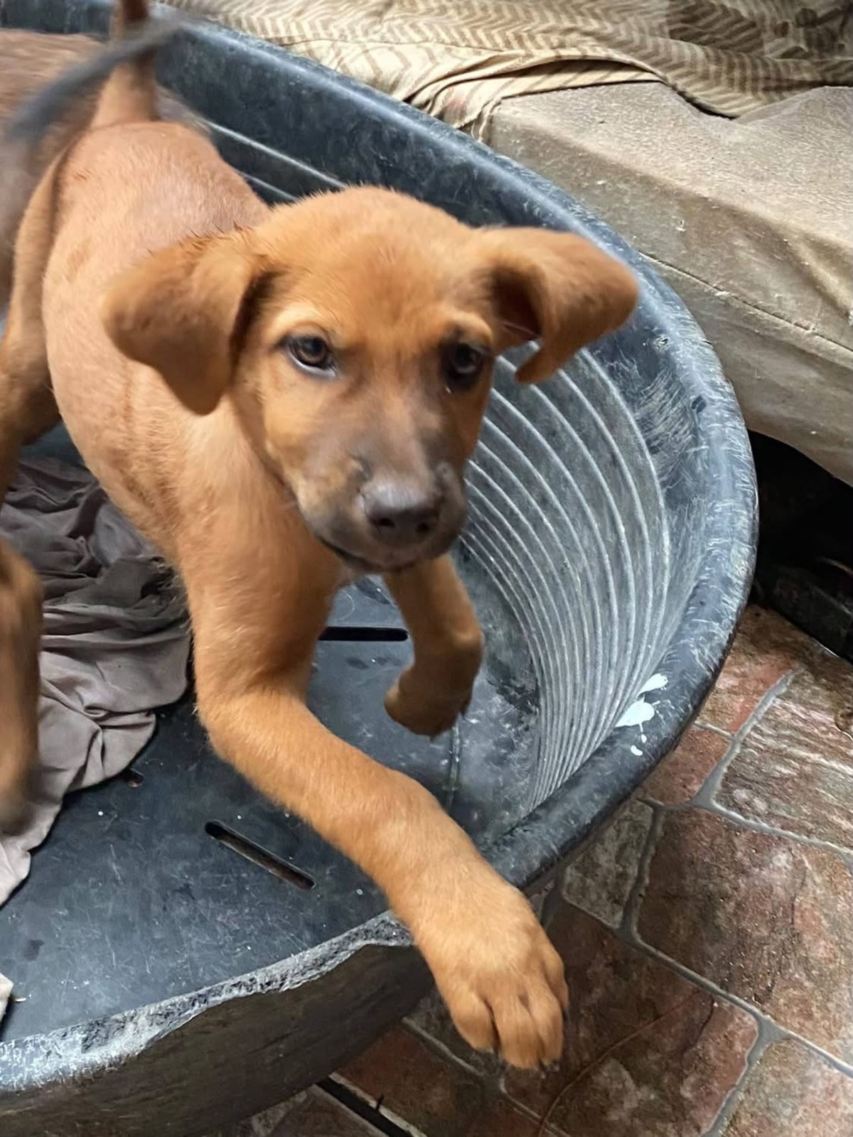 Adoption Bryska